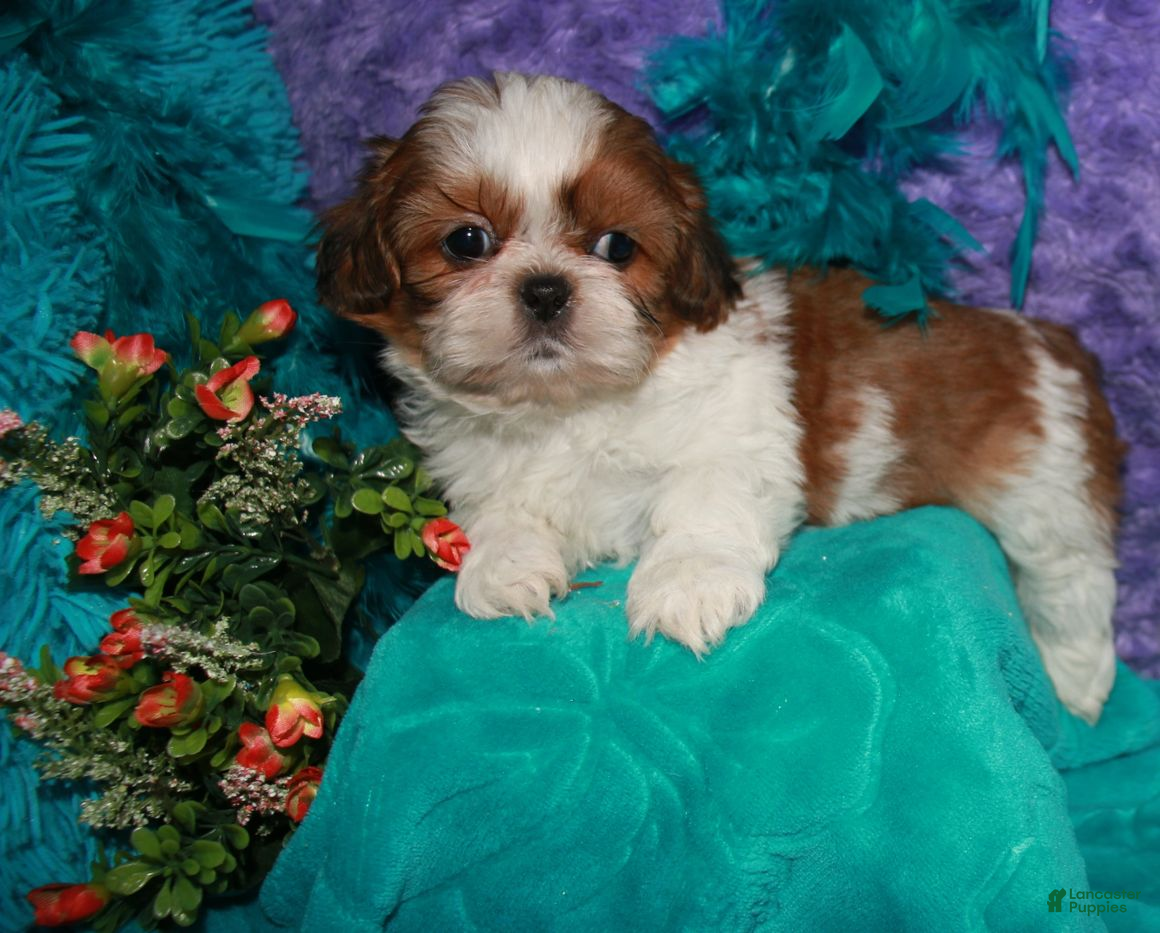 Shih Tzu dogs Jolene - Ad 1