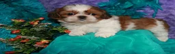 Shih Tzu dogs for sale: Jolene - Ad 1