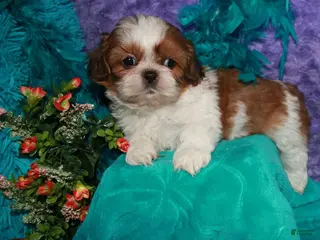 Shih Tzu dogs for sale: Jolene - Ad 4