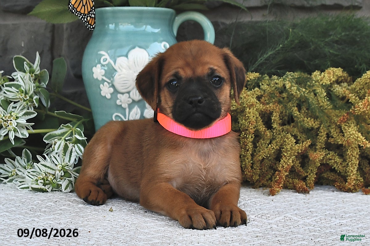 Mixed Breed dogs Lilac  - Ad 2