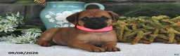 Mixed Breed dogs for sale: Lilac  - Ad 2
