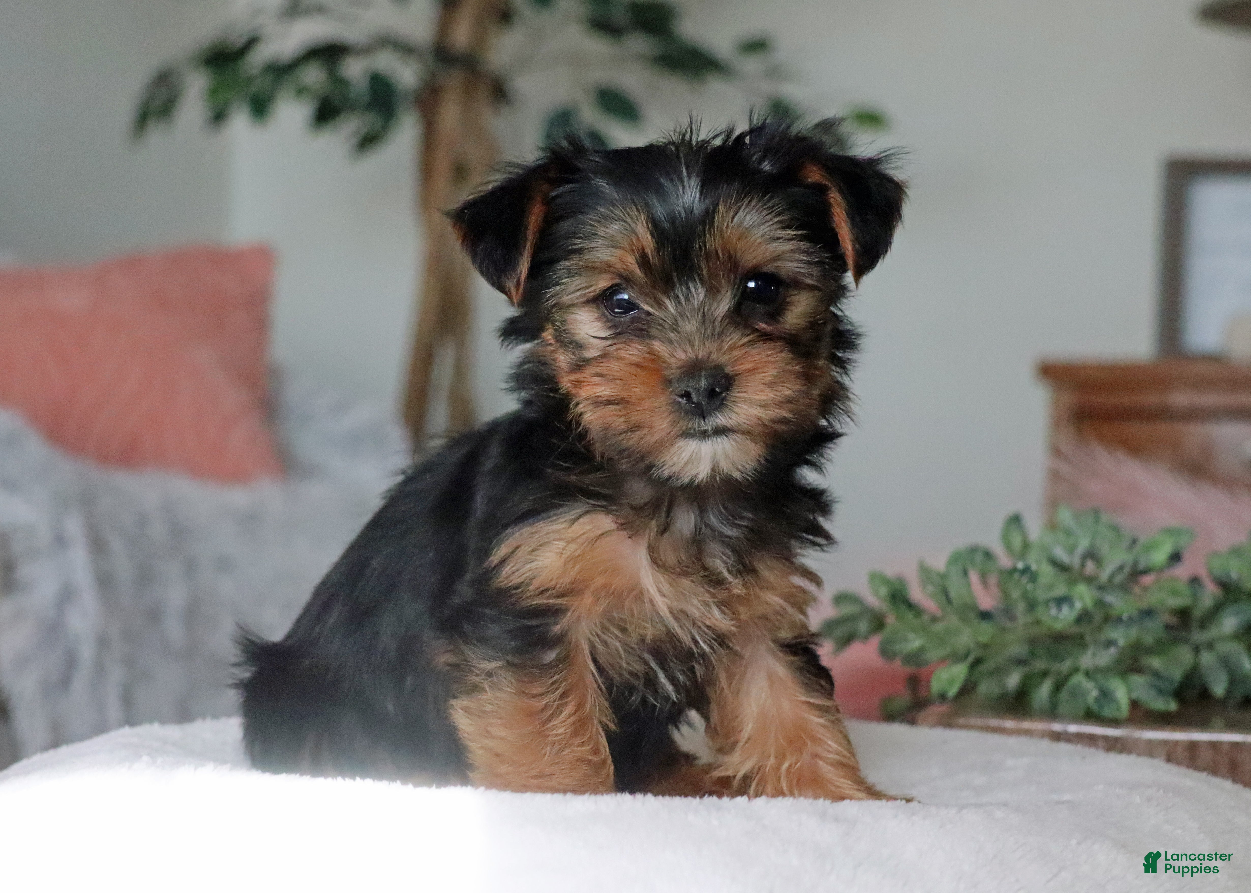 Yorkshire Terrier dogs Remy - Ad 1