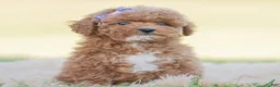 Toy Poodle dogs for sale: Krymsun - Ad 1