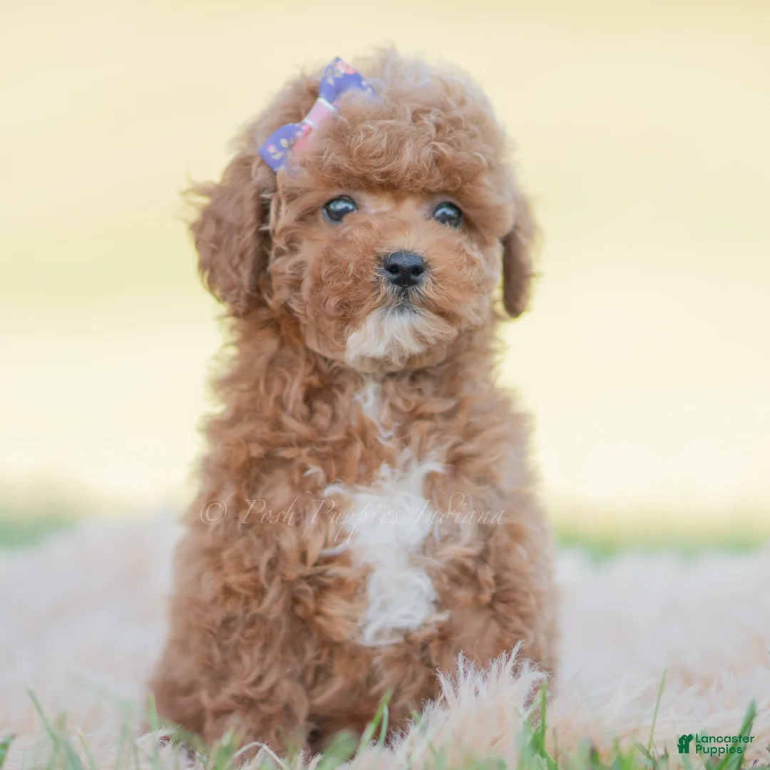 Toy Poodle dogs for sale: Krymsun - Ad 1