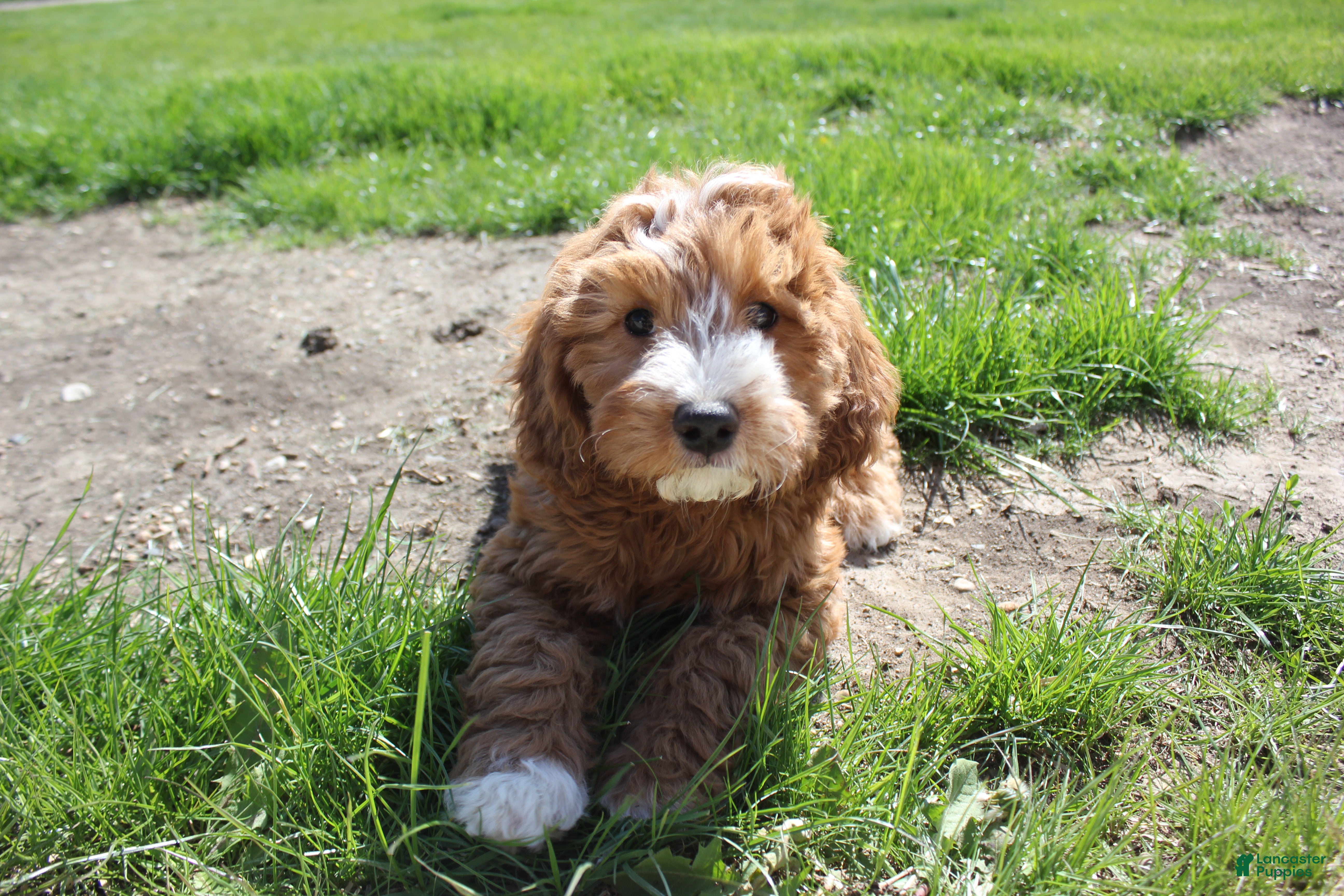 Cavapoo dogs for sale: Poppy - Ad 1
