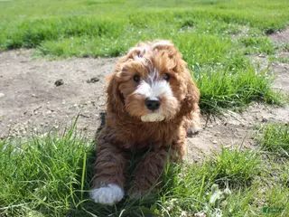 Cavapoo dogs for sale: Poppy - Ad 1