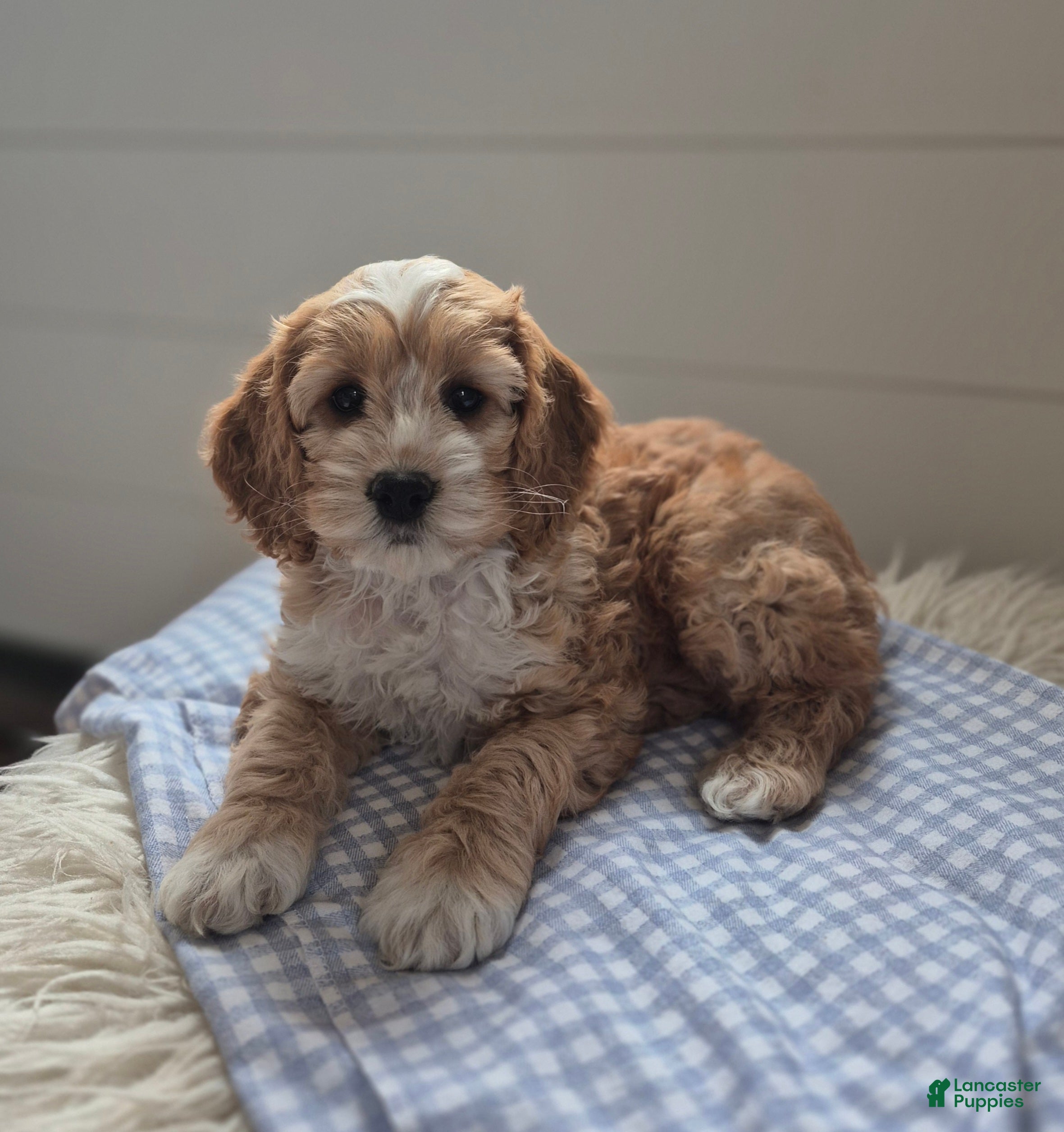 Cockapoo dogs Finley - Ad 2