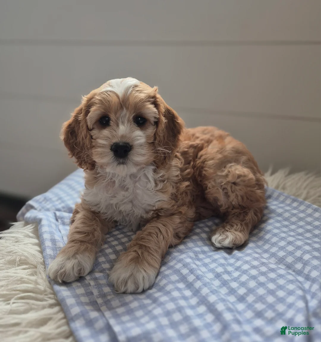 Cockapoo dogs for sale: Finley - Ad 2