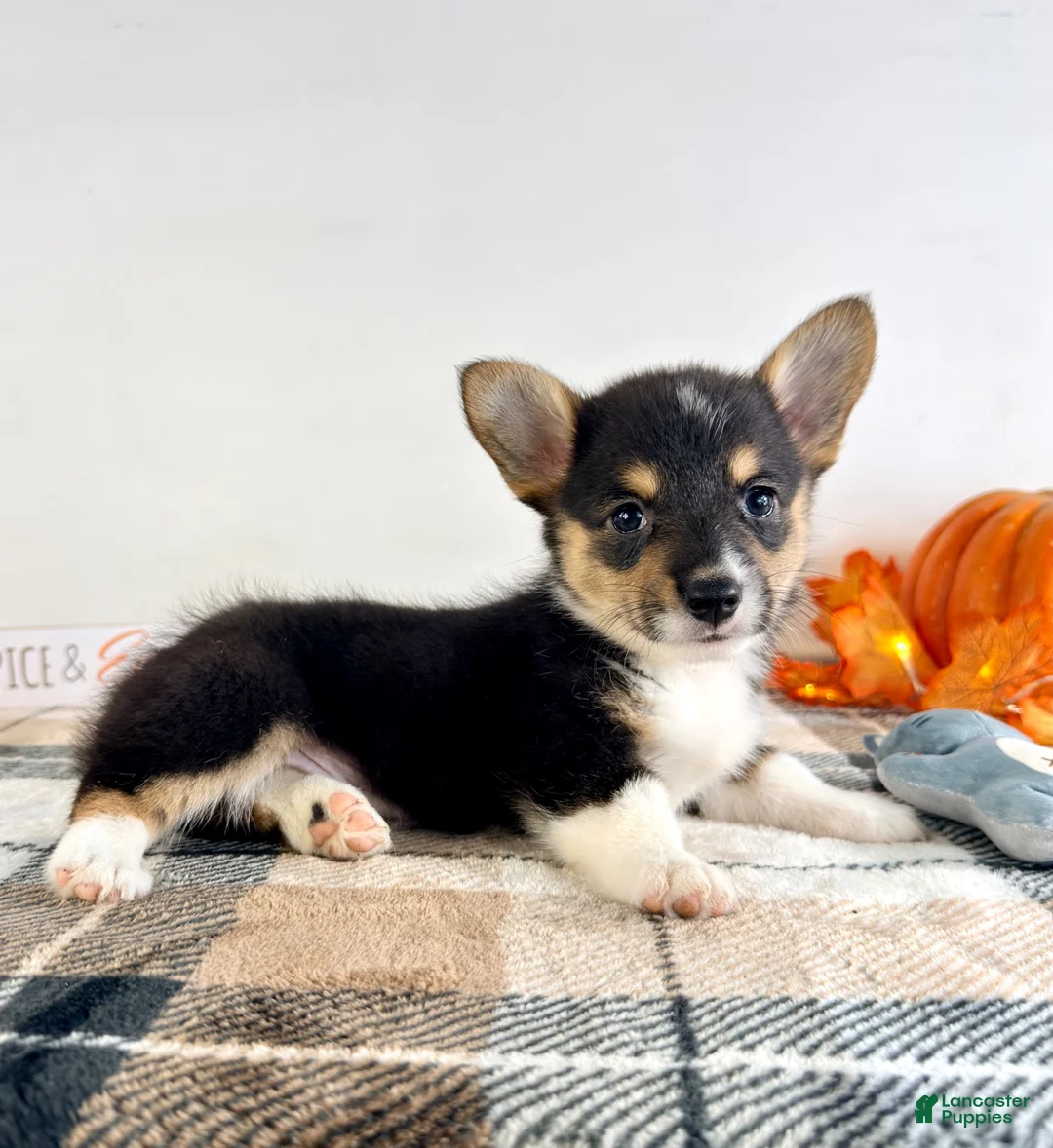 Welsh Corgi Pembroke dogs for sale: CKC May - Ad 1