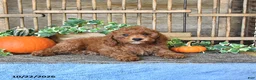 Mini Goldendoodle dogs for sale: Asher - Ad 3