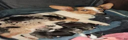 Mixed Breed dogs for sale: Canyon - Ad 3