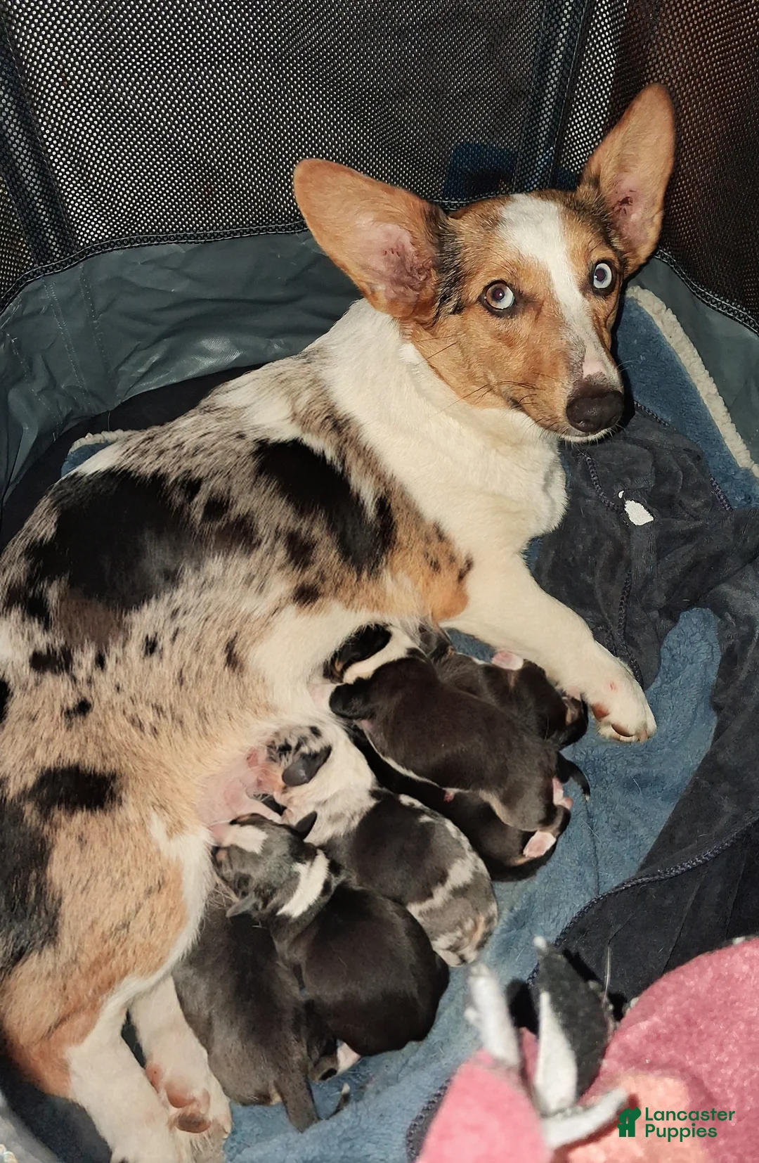 Mixed Breed dogs for sale: Canyon - Ad 3