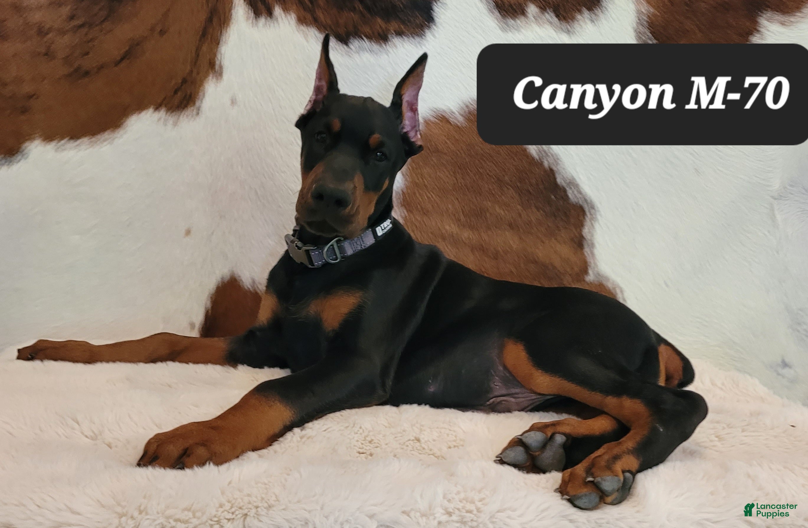 Doberman Pinscher dogs CANYON - Ad 28