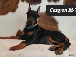 Doberman Pinscher dogs CANYON - Ad 17