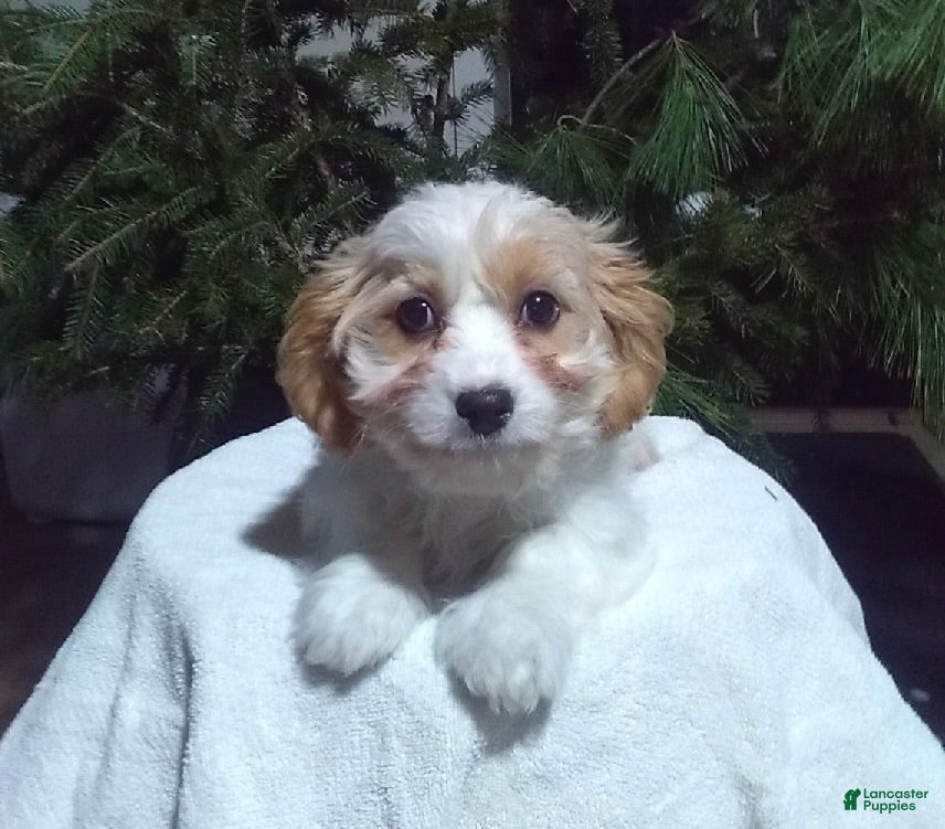 Cavapoo dogs Ollie - Ad 35