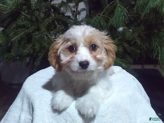 Cavapoo dogs Ollie - Ad 39