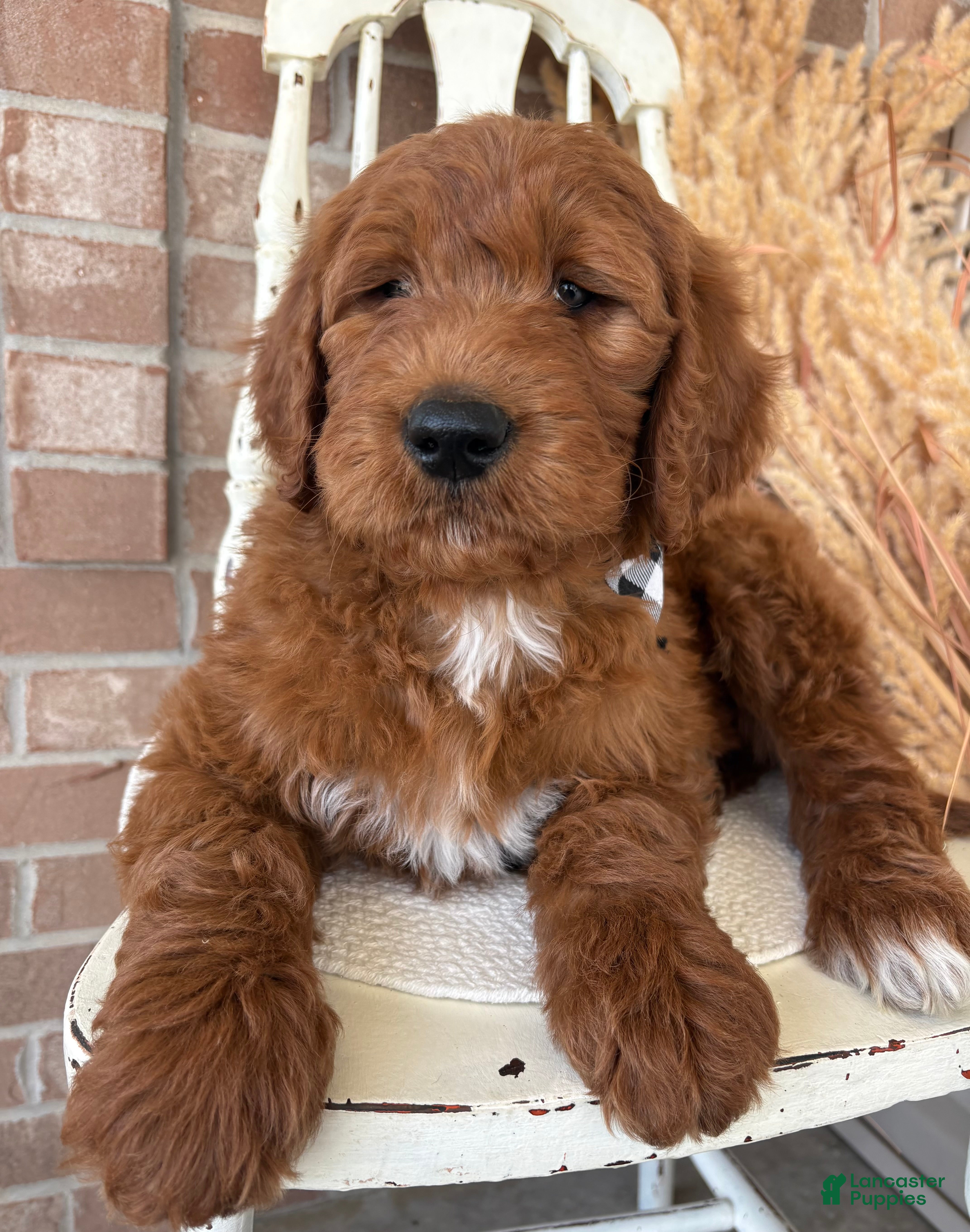 Goldendoodle dogs Cedar - Ad 2