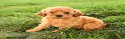 Mini Goldendoodle dogs for sale: Florinda - Ad 4