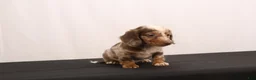 Dachshund dogs for sale: Snowy - Ad 2