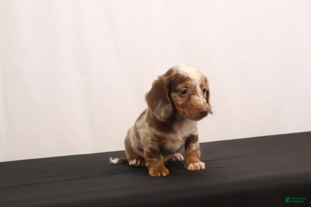 Dachshund dogs for sale: Snowy - Ad 2