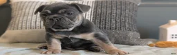 French Bulldog dogs for sale: Riley - Ad 7