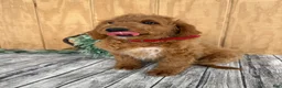 Mini Goldendoodle dogs for sale: Ace - Ad 13