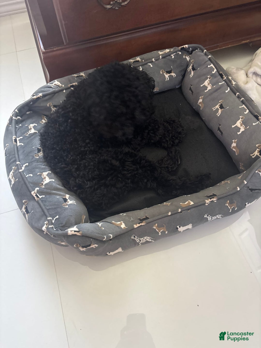 Miniature Poodle dogs for sale: Panchito - Ad 4