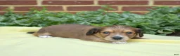 Miniature Dachshund dogs for sale: Ridge  - Ad 4