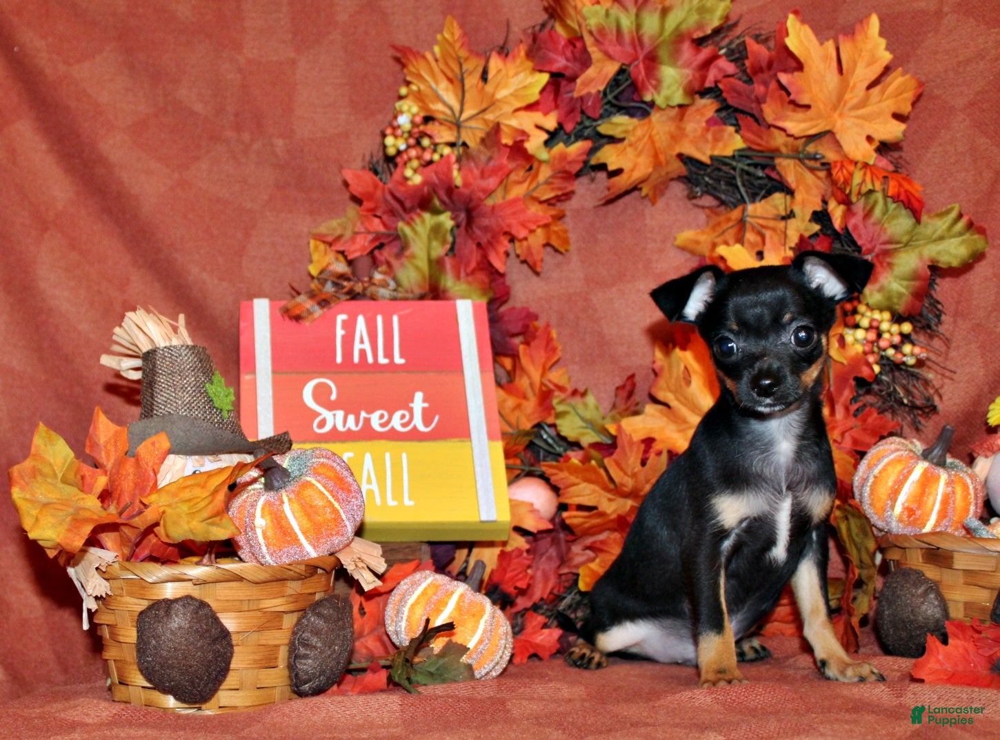 Chihuahua dogs Nero - Ad 31