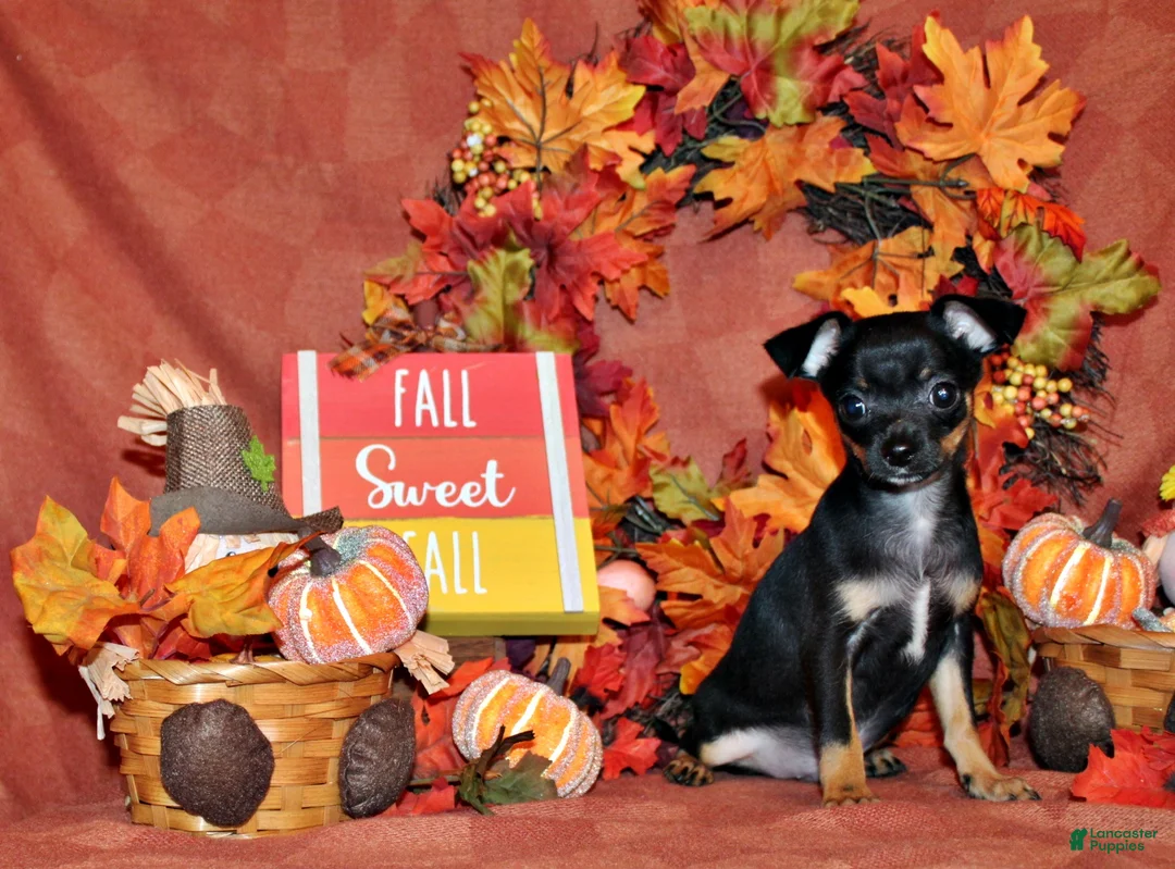 Chihuahua dogs for sale: Nero - Ad 1