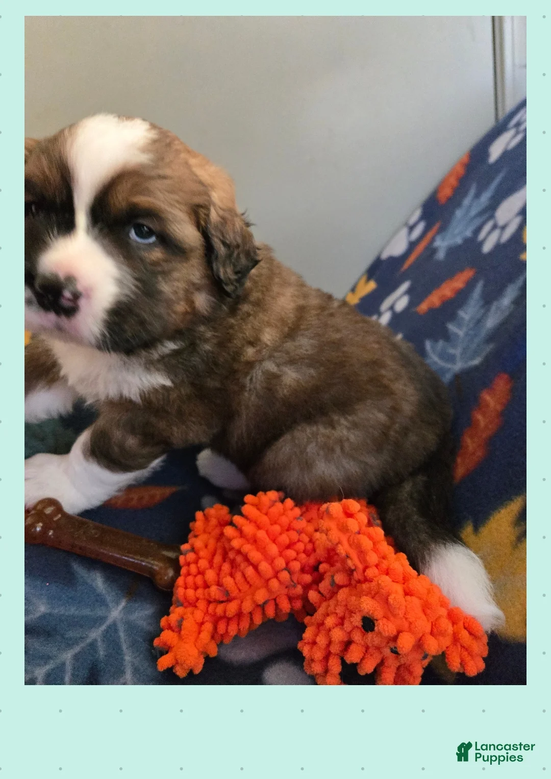 Mixed Breed dogs for sale: Zues - Ad 16