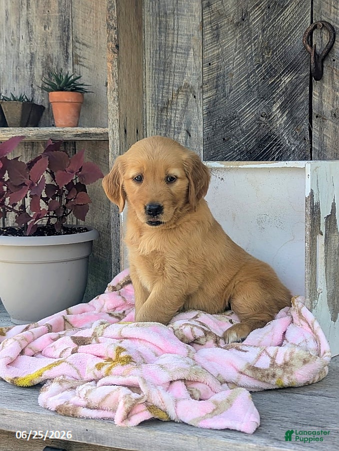 Golden Retriever dogs Chloe - Ad 1