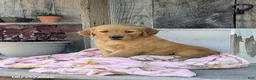 Golden Retriever dogs for sale: Chloe - Ad 1
