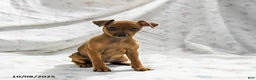 Miniature Pinscher dogs for sale: Nutmeg - Ad 3
