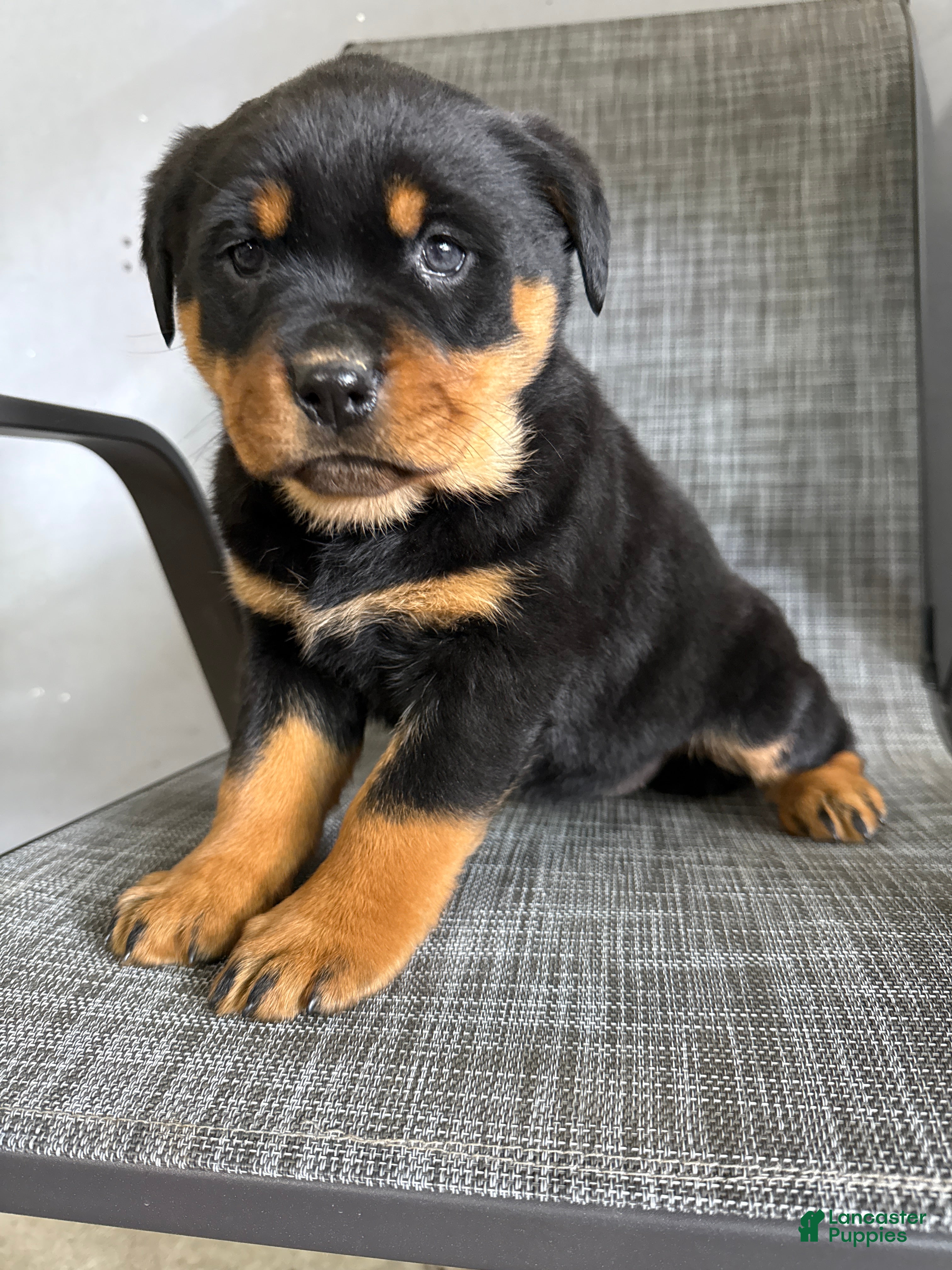 Rottweiler dogs Lacie - Ad 2