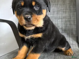 Rottweiler dogs Lacie - Ad 2