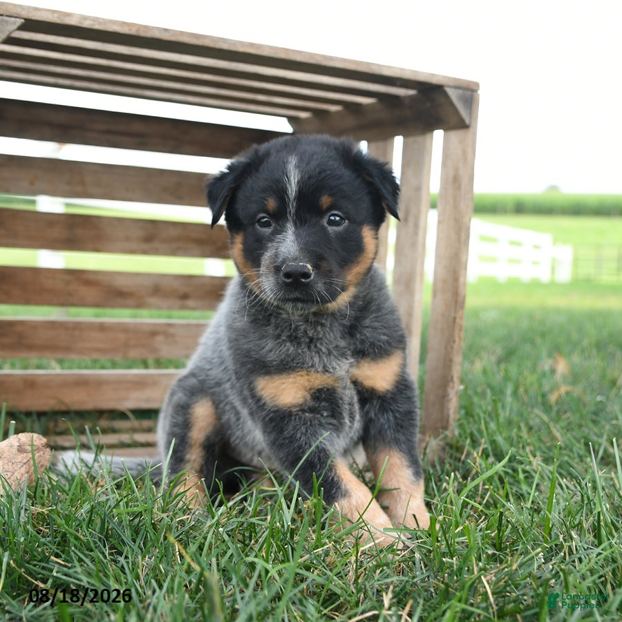 Australian Cattle Dog dogs Banjo - Ad 1