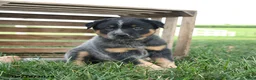 Australian Cattle Dog dogs for sale: Banjo - Ad 1