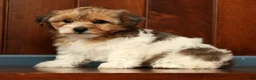 Yorkiepoo dogs for sale: Clover - Ad 6