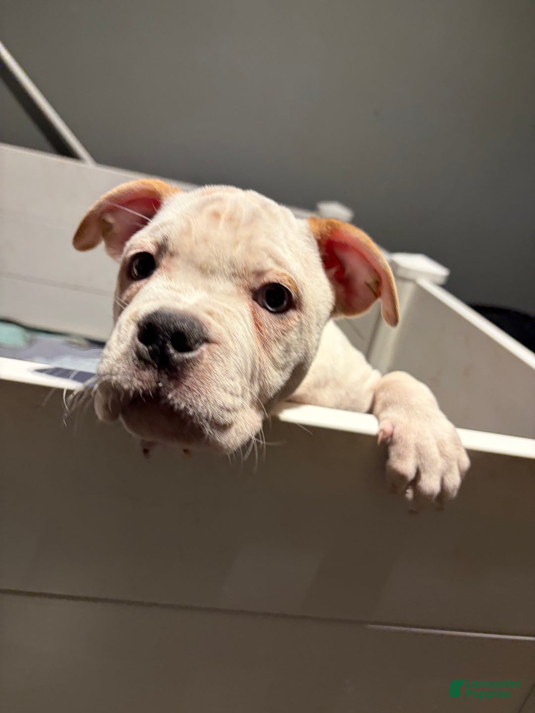 American Bully dogs for sale: American Bully Puppy 1 - Ad 2