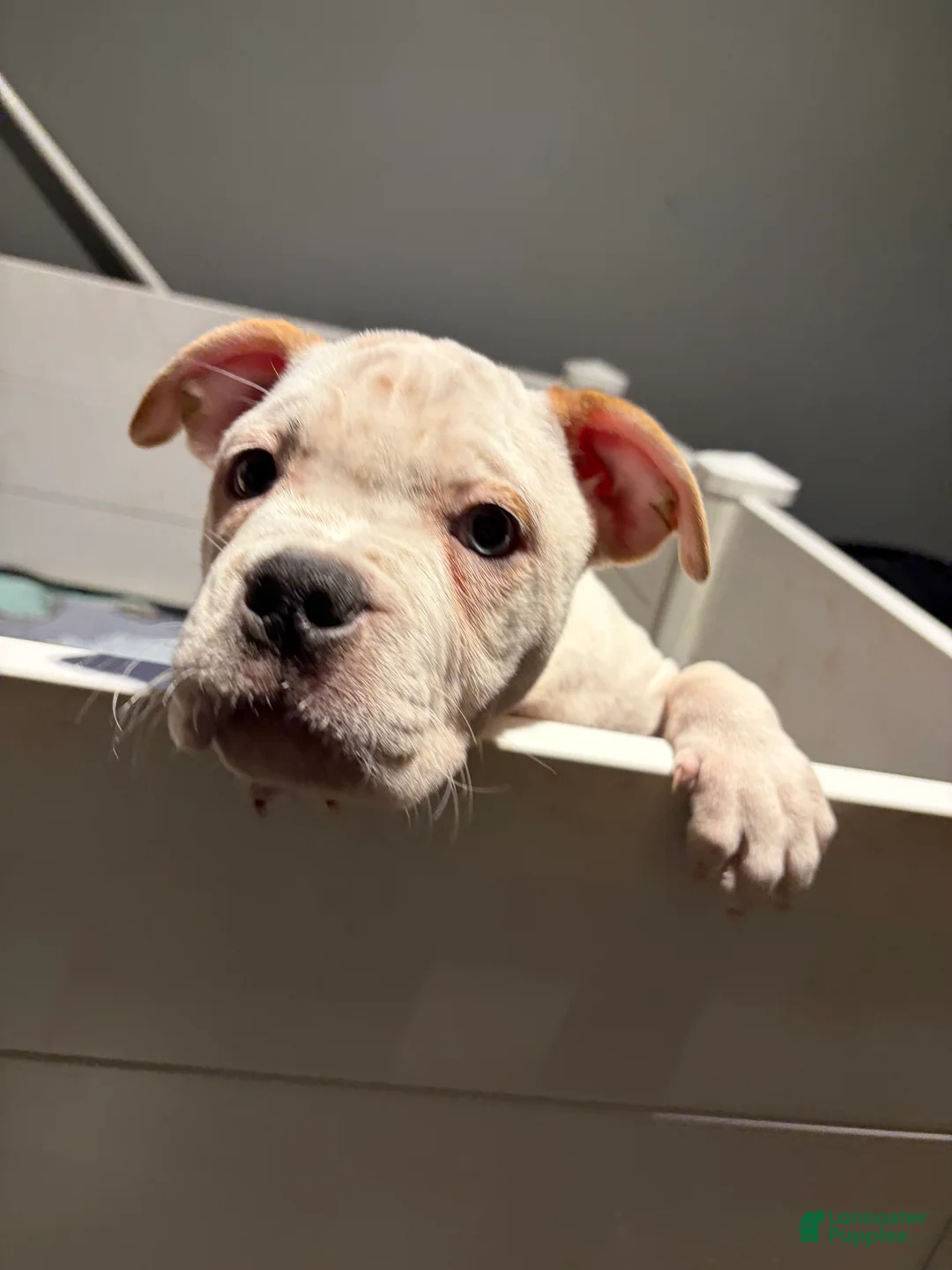 American Bully dogs for sale: BG - Ad 3