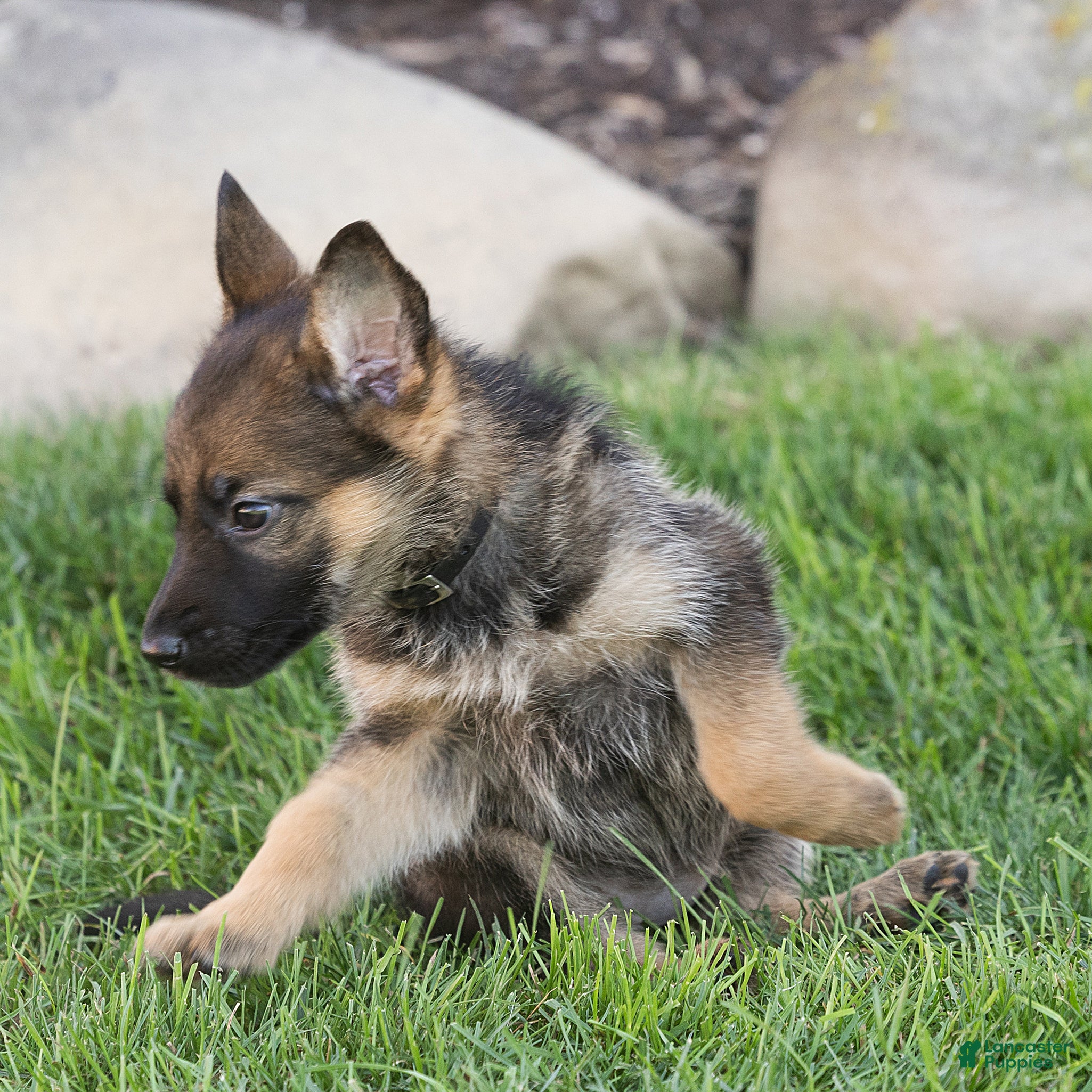 German Shepherd dogs Susie German Shepherd  - Ad 2