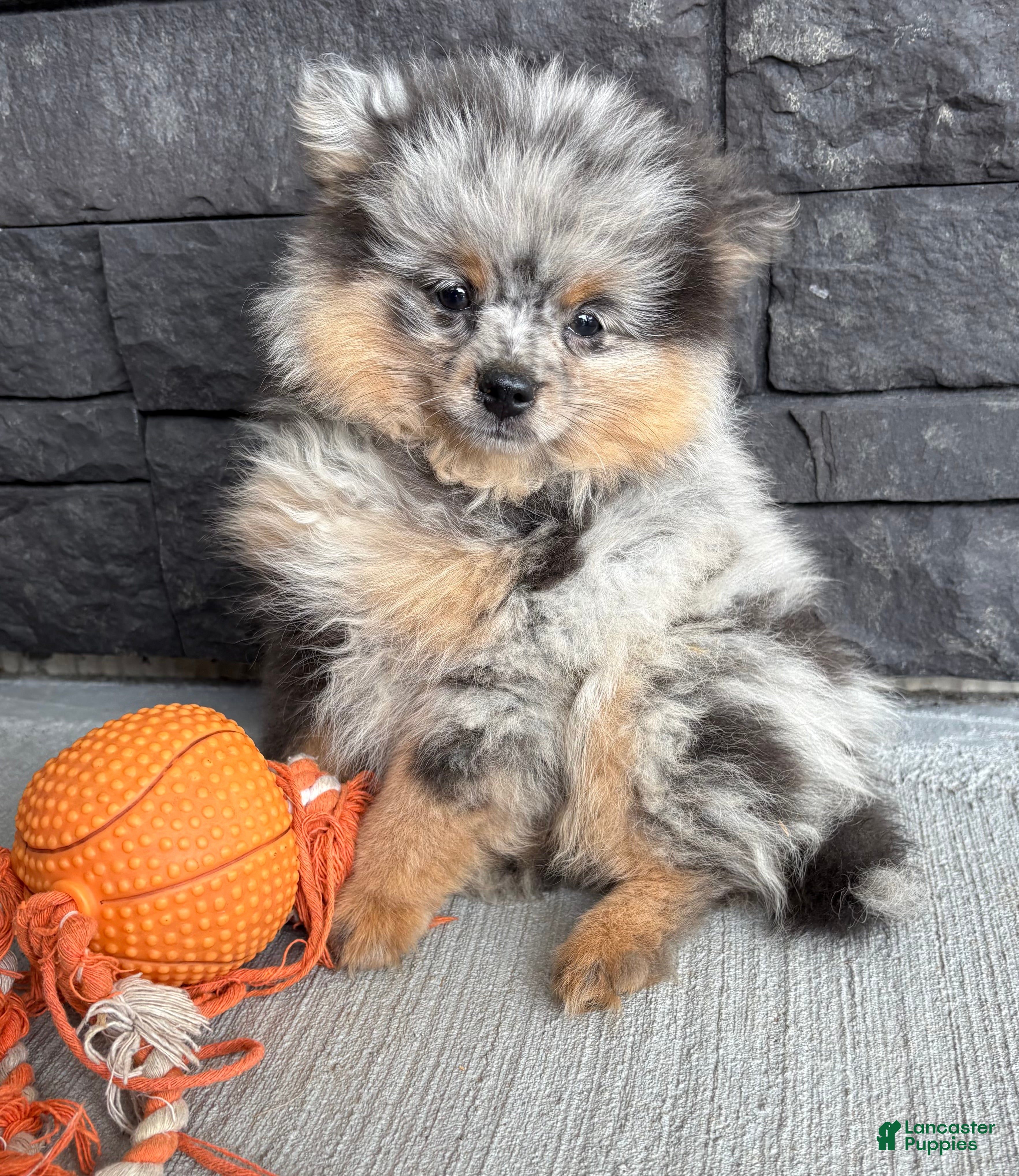 Pomeranian dogs Teddy - Ad 1
