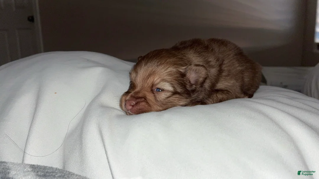 Pomsky dogs for sale: Pomsky Puppy 2 - Ad 2