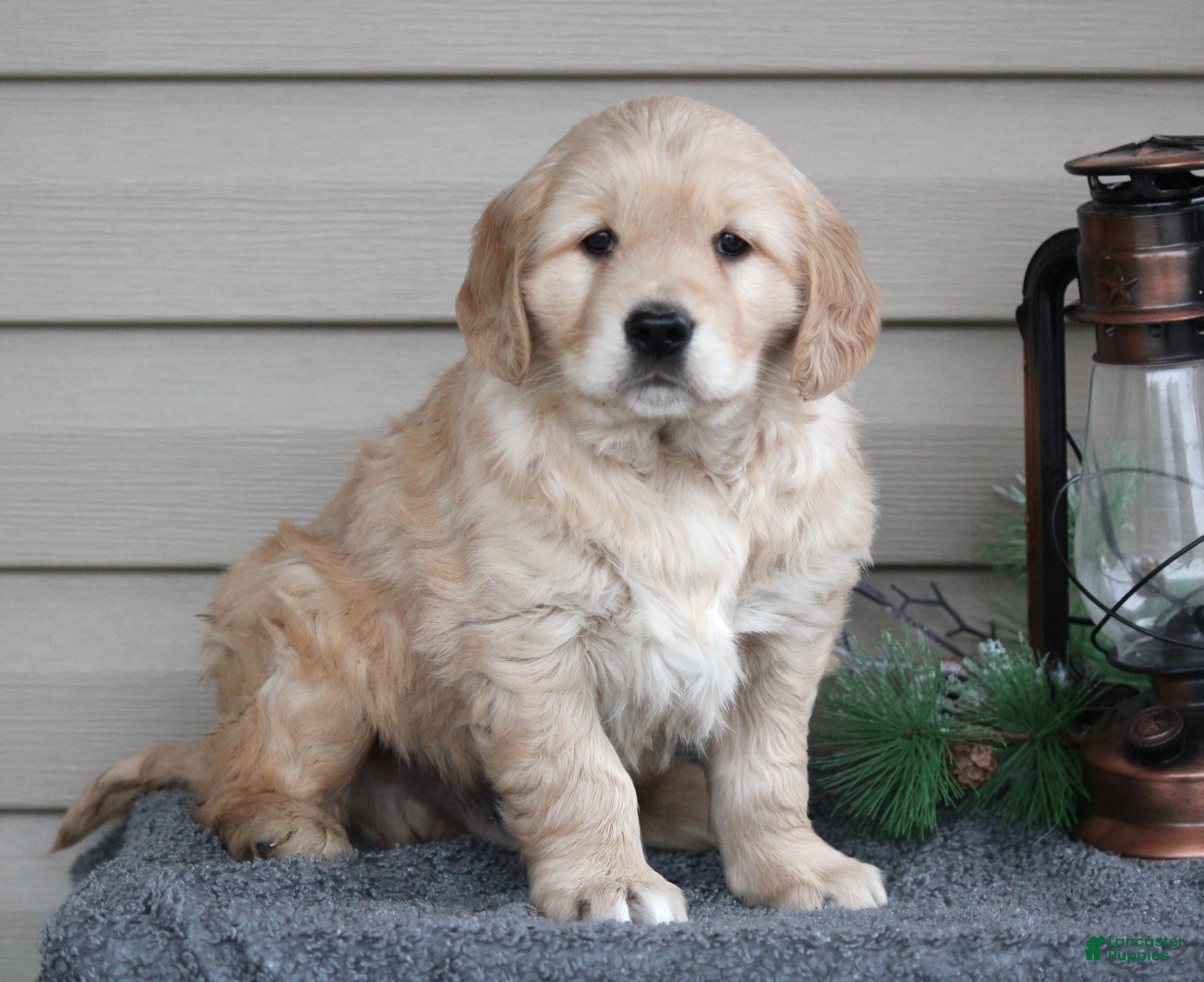 Golden Retriever dogs Nugget - Ad 40