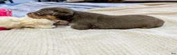 Rat Terrier dogs for sale: Jason - Mini Rat  - Ad 8