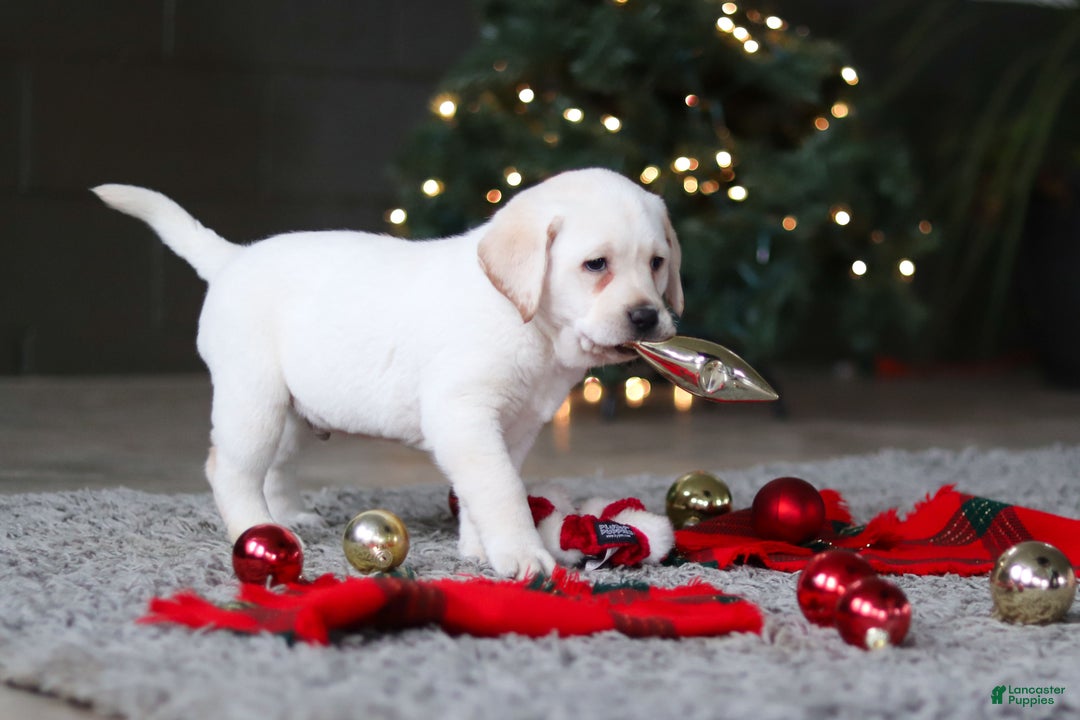 Labrador Retriever dogs for sale: Buddy - Ad 13