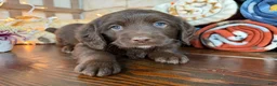 Mixed Breed dogs for sale: Galaxy (Boy) - Ad 2