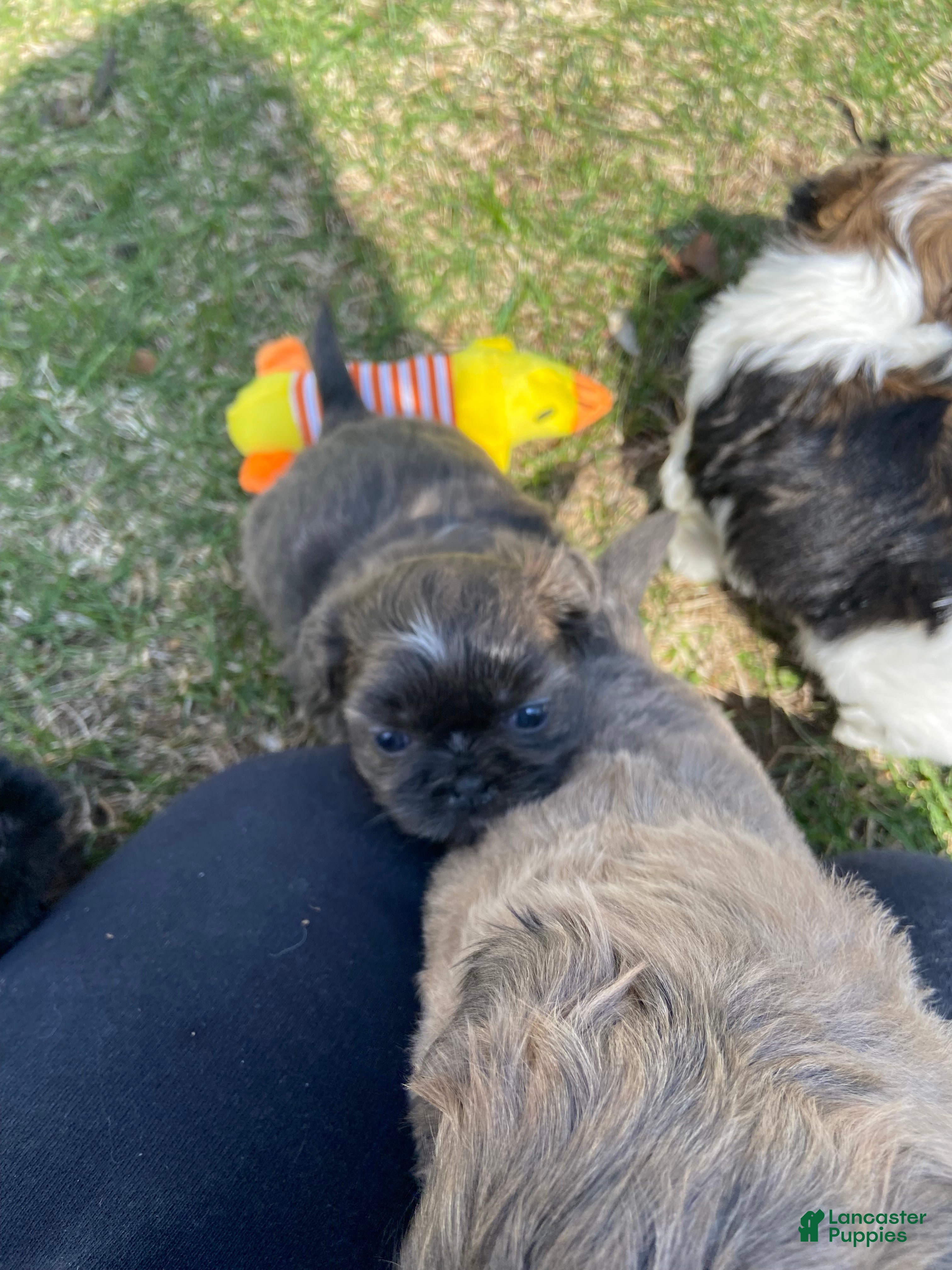 Shih Tzu dogs Shih Tzu Puppy 4 - Ad 26
