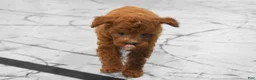 Miniature Poodle dogs for sale:  Lenny🐾 - Ad 14